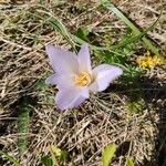 Crocus carpetanus Flower