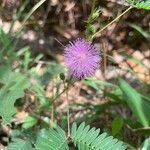 Mimosa pudicaКветка