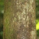 Lecythis persistens Kabuk