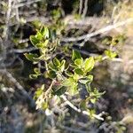 Rhamnus alaternusبرگ