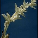 Cephalanthera austiniae Flower