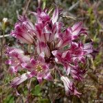 Allium atrorubens Blomma