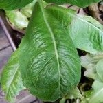 Lactuca sativa Leaf