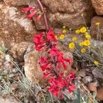 Penstemon utahensis 花