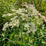 Heracleum sibiricum Fiore