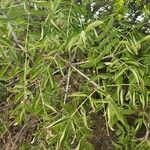 Zanthoxylum chalybeum 葉