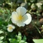 Eschscholzia caespitosa Квітка