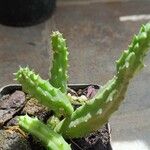 Huernia macrocarpa叶