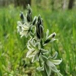 Ornithogalum boucheanum Λουλούδι