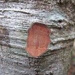 Guioa glauca Corteza