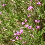 Erica umbellata Leaf