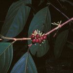 Lacistema grandifolium Плод