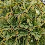 Valeriana erikae List