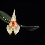 Lepanthes helicocephala 花