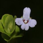 Bacopa salzmannii Fleur