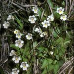 Pinguicula alpina Pokrój