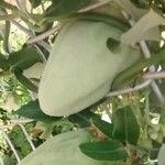 Araujia sericifera Frukt