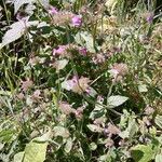 Clinopodium vulgare Habit