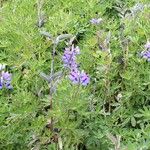Lupinus nootkatensis Staniste