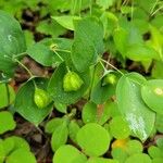 Uvularia perfoliata 果實
