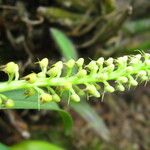Polystachya stuhlmannii Flower