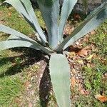 Agave salmiana 葉