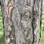 Pinus nigra Corteccia