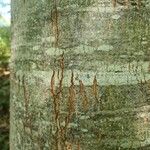 Quercus rubra Kora