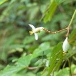Begonia comorensis Flower