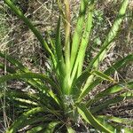 Yucca rupicola Habit