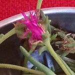 Delosperma cooperi Flower