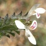 Tetramerium nervosum Flower