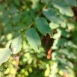 Robinia viscosa ഇല