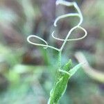 Vicia eriocarpa Deilen