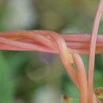 Cuscuta europaea Rhisgl