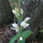 Cephalanthera longifolia Kwiat