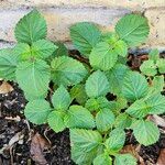 Lantana viburnoides برگ