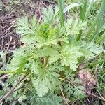 Tanacetum partheniumLeaf