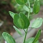 Mummenhoffia alliacea Blad