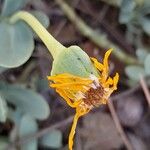 Hertia cheirifolia Flower