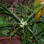 Cyperus luzulae موطن