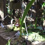 Polystachya galeata Vivejo