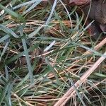 Sesleria caerulea Blad