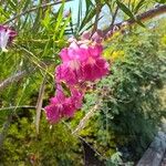 Chilopsis linearis Blüte