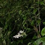 Adelobotrys adscendens Hábito