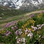 Primula auriculata Hábito