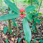 Psychotria elata Kukka