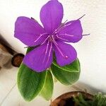 Pleroma urvilleanum Λουλούδι