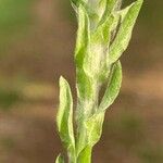 Filago pyramidata Jani