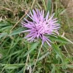 Centaurea jaceaFlor